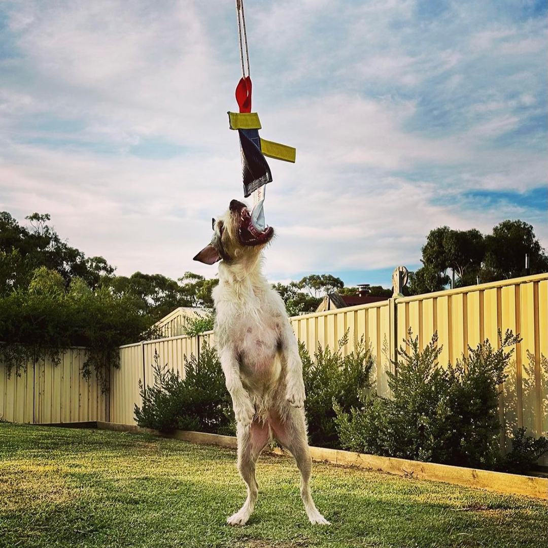 Aussie Dog Heavy Duty Bungie Chook