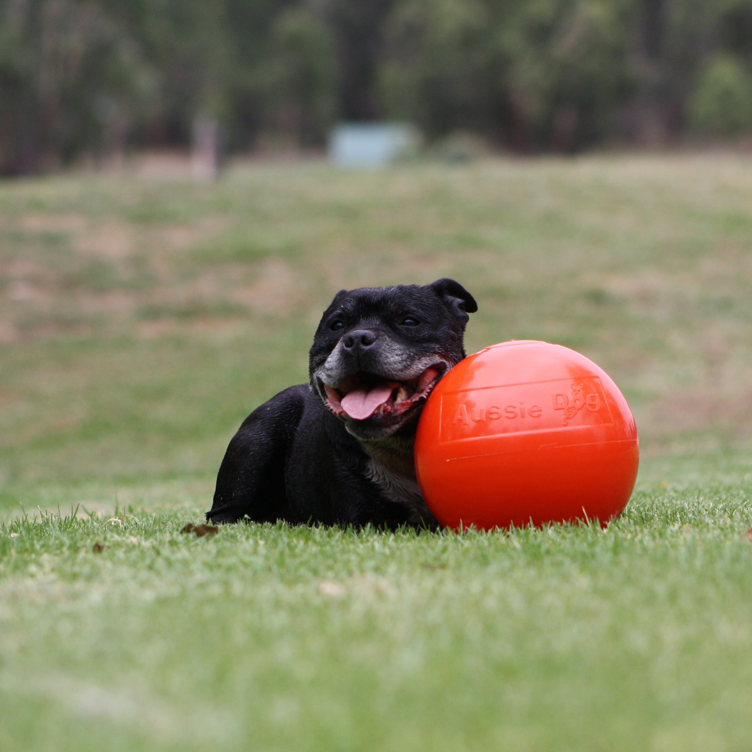 Aussie Dog Staffie Ball