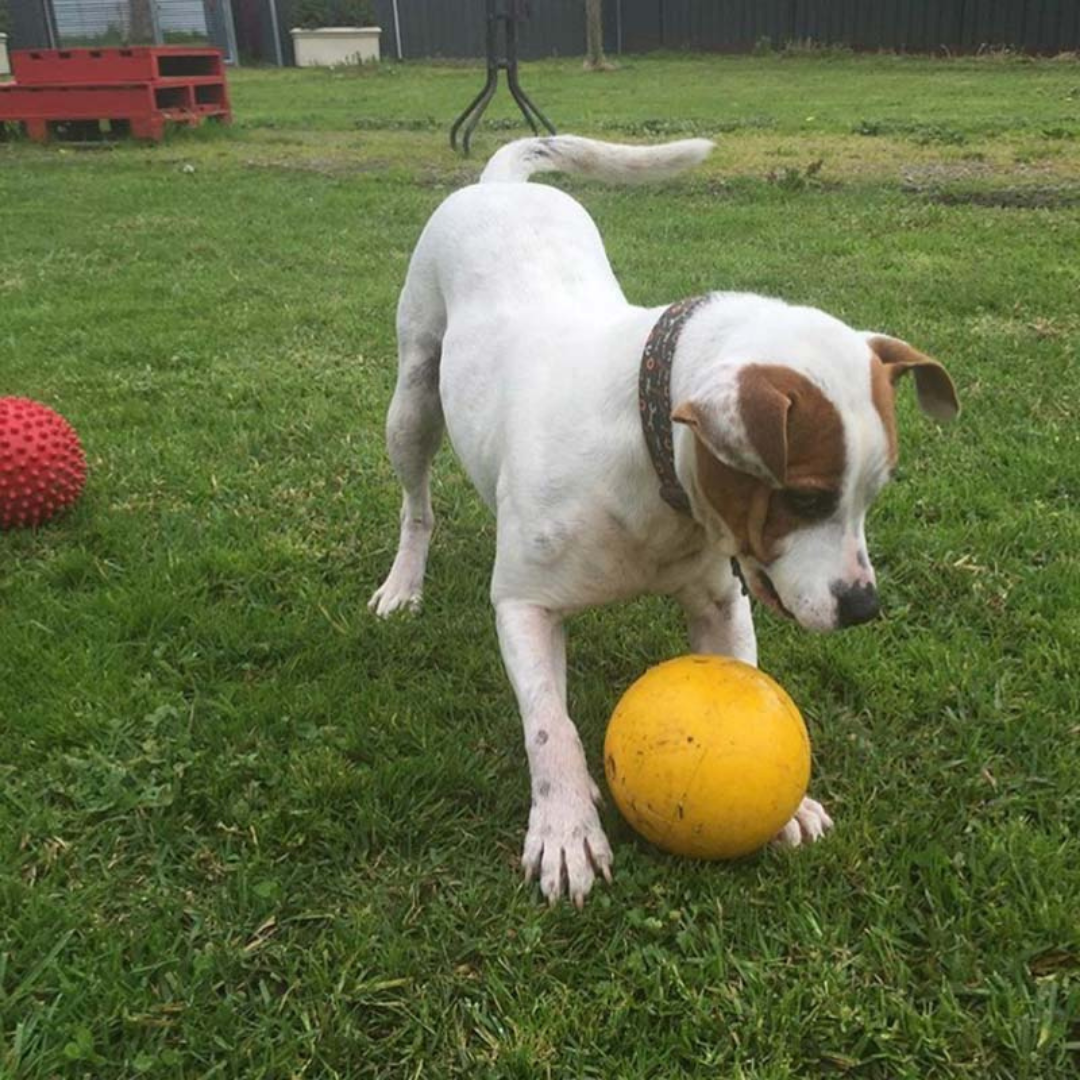 Aussie Dog Tucker Ball - Small