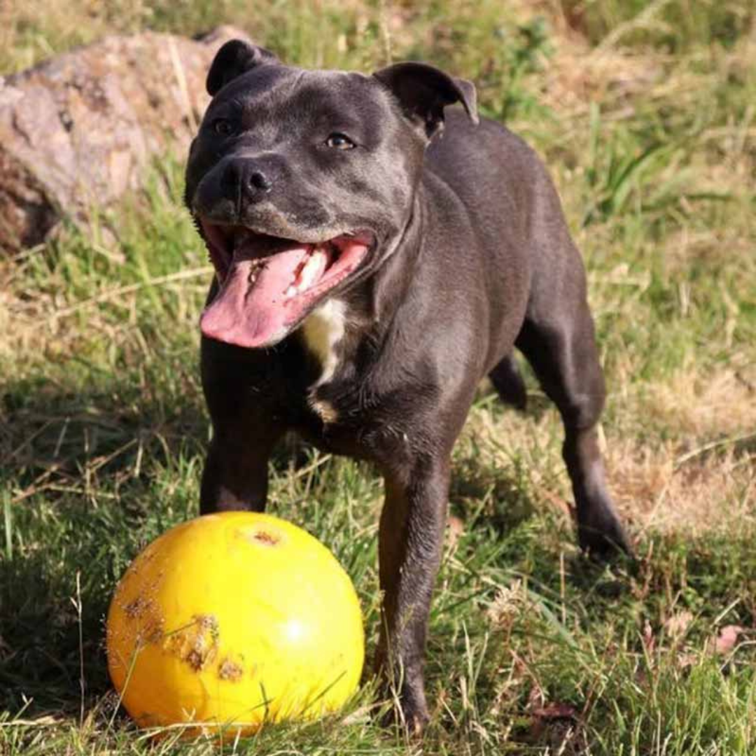 Aussie Dog Tucker Ball - Large