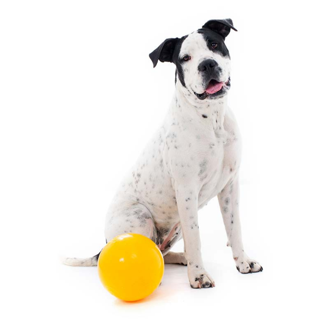 Aussie Dog Tucker Ball - Large